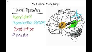 Fluent Aphasias Made Easy How to Distinguish and Remember Them [upl. by Eleumas301]