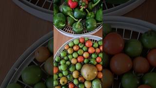 Ripening tomatoes and peppers indoors garden homegrown [upl. by Botti]