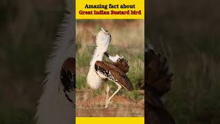 The Great Indian Bustard A Rare and Endangered Beauty shorts fact GreatIndianBustard Wildlife [upl. by Nenney]