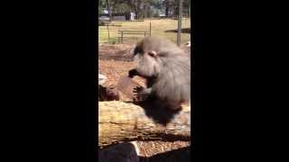 Hamadryas Baboon Enrichment [upl. by Arun335]