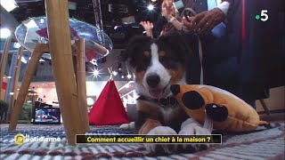 Comment accueillir un chiot à la maison [upl. by Alleul]