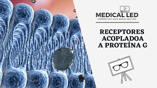 RECEPTORES ACOPLADOS A PROTEÍNA G Clasificación y fisiología [upl. by Namref]