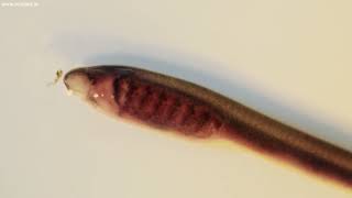 Brook Lamprey ammocoete [upl. by Alda888]