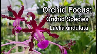 Orchid Focus Laelia undulata Orchid Species in Bloom also known as Schomburgkia undulata [upl. by Eniloj]