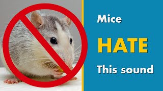 Mice Repellent Sound  Say GOODBYE MICE with this Ultrasonic Mouse Deterrent [upl. by Leonore]