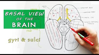 Inferior surface of the brain  Lobes Gyri Sulci  Neuroanatomy [upl. by Bolger]