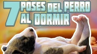 Estas 7 Formas de Dormir del Perro Nos Revelan Secretos de Su Personalidad [upl. by Vasquez]