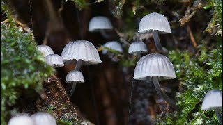 Mycena pseudocorticola [upl. by Neetsirhc762]