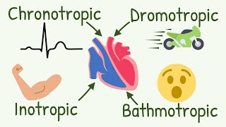 Chronotropic Inotropic Dromotropic Bathmotropic Actions Explained  Cardiac Tropism [upl. by Antipus]