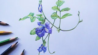 Butterfly pea flower drawing  Aparajita flower  Pigeonwings  Color pencil  Clitoria Ternatea [upl. by Idid252]