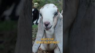 Whats the goat bleating Wrong answers only  shorts animalplanet [upl. by Beck]