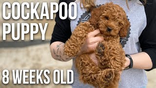 Our Cockapoo Puppy  8 Weeks Old [upl. by Roach]