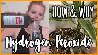 How amp Why to Use Hydrogen Peroxide on Your Plants [upl. by Aretak]