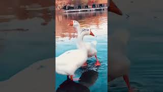 Zhengzhou Swan and ducks  China lake view  Beautiful lake view in zhengzhou University [upl. by Enalahs]