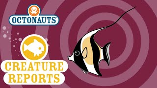 Octonauts Creature Report  Moorish Idol Fish [upl. by Enilekaj]