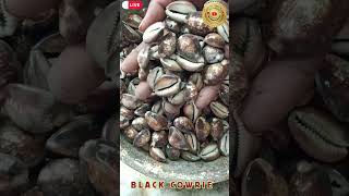 Black Cowrie Shells  Cypraea Tigris  Tiger Cowrie  Cowry  Nalla Gavalu  jayherbs [upl. by Celisse]