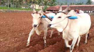 Bull husbandryகாளை வளர்ப்பு oxen ploughing  Elanthakadu farm [upl. by Koral]