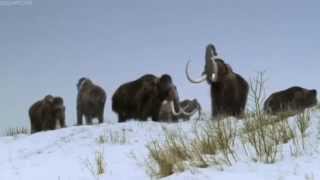 ICE AGE Walking With Beasts BBC [upl. by Laurianne]