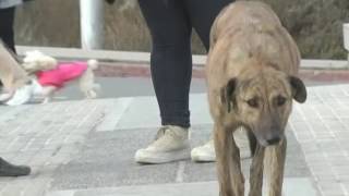 Neuquén Construyen casitas para perros de la calle [upl. by Rhody]