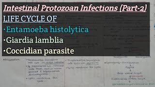 Intestinal Protozoan InfectionsPart2  Life cycle of E histolytica Glamblia Coccidian parasit [upl. by Thin]