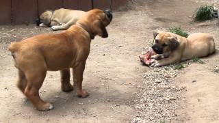 Boerboel puppy needs bone [upl. by Won33]