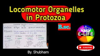 Locomotor Organelles in Protozoa Bsc ◆ YashPartner [upl. by Eiznekcm582]