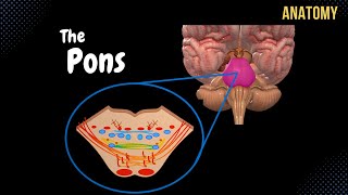 Pons  External and Internal White amp Grey matter  QUIZ  Anatomy [upl. by Northway]