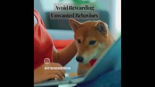 Zoom Survival Tips for Attention Seeking Dogs [upl. by Guidotti]