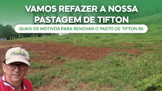 Vamos Refazer a nossa Pastagem de Tifton Quais os motivos para renovar o pasto de Tifton 85 v182 [upl. by Ynohtnacram66]