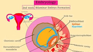 Embryology 2 Bilaminar Embryo Formation  Uurka iyo todobaadka 2aad isbadalada dhacaya [upl. by Naugan]