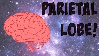 The Parietal Lobe Explained [upl. by Marquet44]