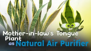 Motherinlaws Tongue Plant as a Natural Air Purifier [upl. by Nnylrac661]