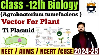 Vectors for plant Ti Plasmid  Agrobacterium tumefaciens mediated gene transfer neet class12 [upl. by Remoh]