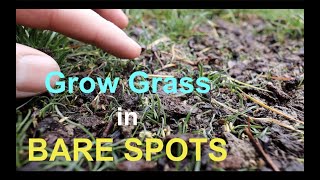 How to seed BARE SPOTS in your LAWN [upl. by Putnem]