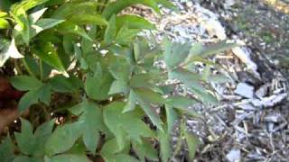 Tree Peony Maintenance  remove herbaceous root shoots [upl. by Arada]