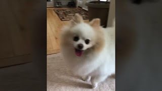 Pomeranian barking sounds loudly short [upl. by Cooke681]