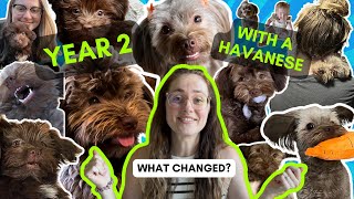 Our 2nd year with our Havanese puppy [upl. by Eberly189]