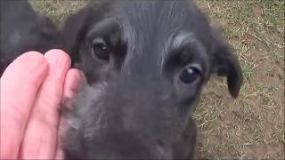 Scottish Deerhound WelpenPuppies [upl. by Aihcila]