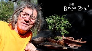 Unexpected Cedar Work The Bonsai Zone Sept 2024 [upl. by Anahsek116]