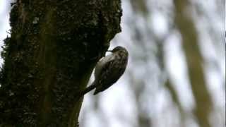 Eurasian Treecreeper or Common Treecreeper Certhia familiaris  Waldbaumläufer [upl. by Verene]