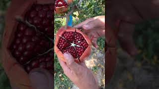 Ripe pomegranate peeling [upl. by Klement]