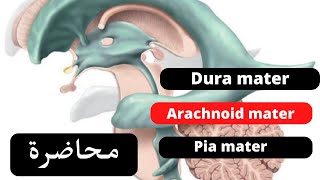 Cerebral meninges and cerebrospinal fluid C S F شرح [upl. by Akoyin]