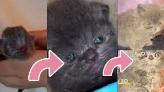 Greyish Kitten Time Lapse Day 1 to Day 30 Watch these kittens open their eyes for the first time [upl. by Butler]