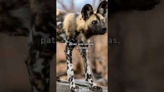 Conoce todo sobre el Licaón el perro salvaje africano Lycaon pictus  SafariPix [upl. by Rolf872]