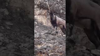 Ibex❤️ 😳 ❤️ karakoramwonders gilgitbaltistanpakistan mountainlovers mountains ibex [upl. by Hiroko565]