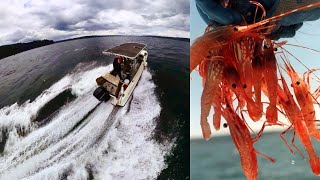 Washington shrimp fishing  Boston whaler fishing adventure  PNW shrimping ￼limited out 2024 [upl. by Yenaffit]