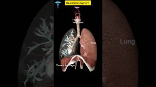 Respiratory System respiratorysystem shorts anatomy [upl. by Nelleeus726]