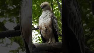 Changeable Hawk Eagle from Gir National Park [upl. by Dazhehs]