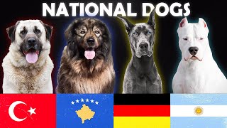 The 20 National Dog Breeds [upl. by Ahsikcin]