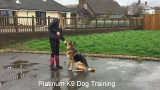 Beginning of companion dog training [upl. by Sadira]